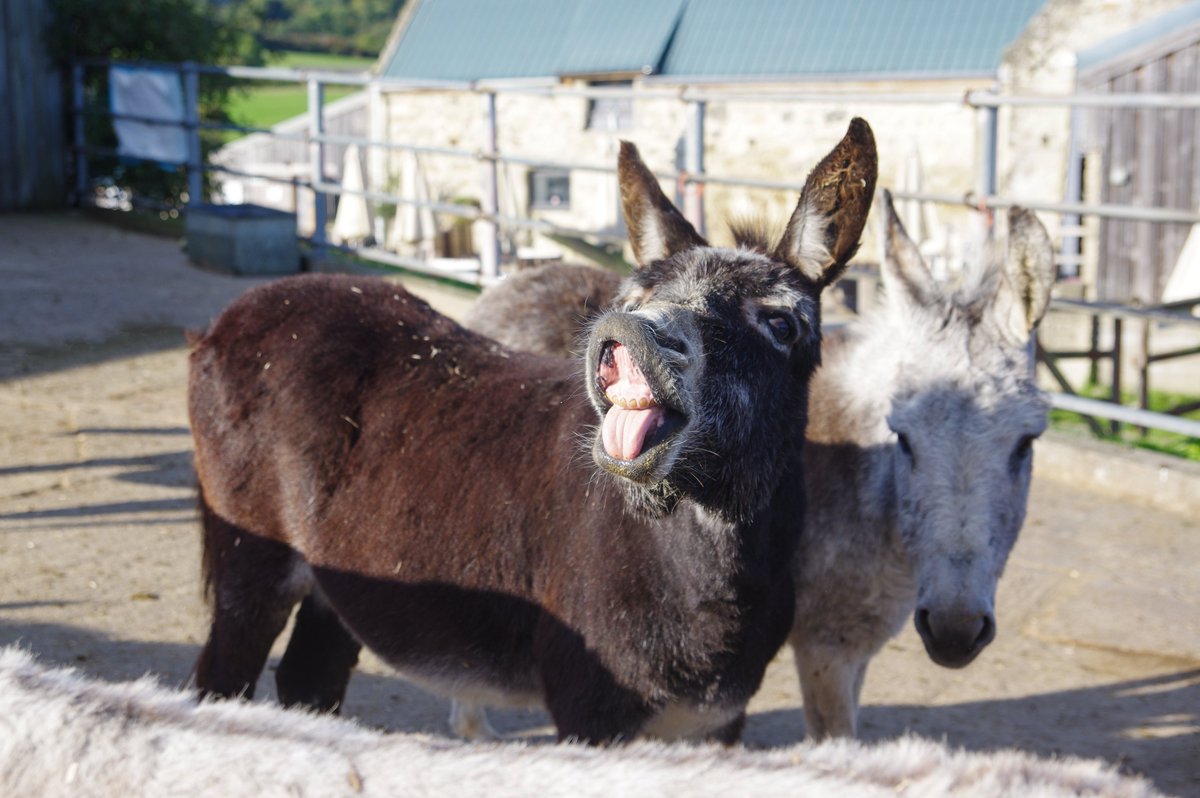 Smile! It's the Half Term Holidays!

Today we have Donkey Walking from 11am - 1pm.
We also have plenty of donkeys waiting to greet you all, free activity sheets to take part in, and delicious food in Grazers Café! 

Come and visit us! Open 10am - 4:30pm.
