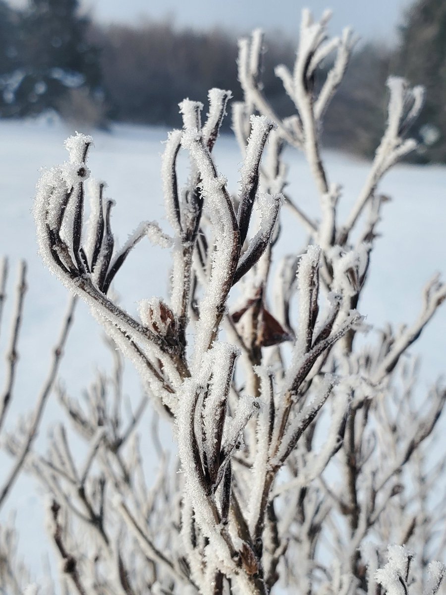 Sherrydm10's tweet photo. It's a foggy frosty morning in the Brae #pei #springtime https://t.co/Plkyu00MMp