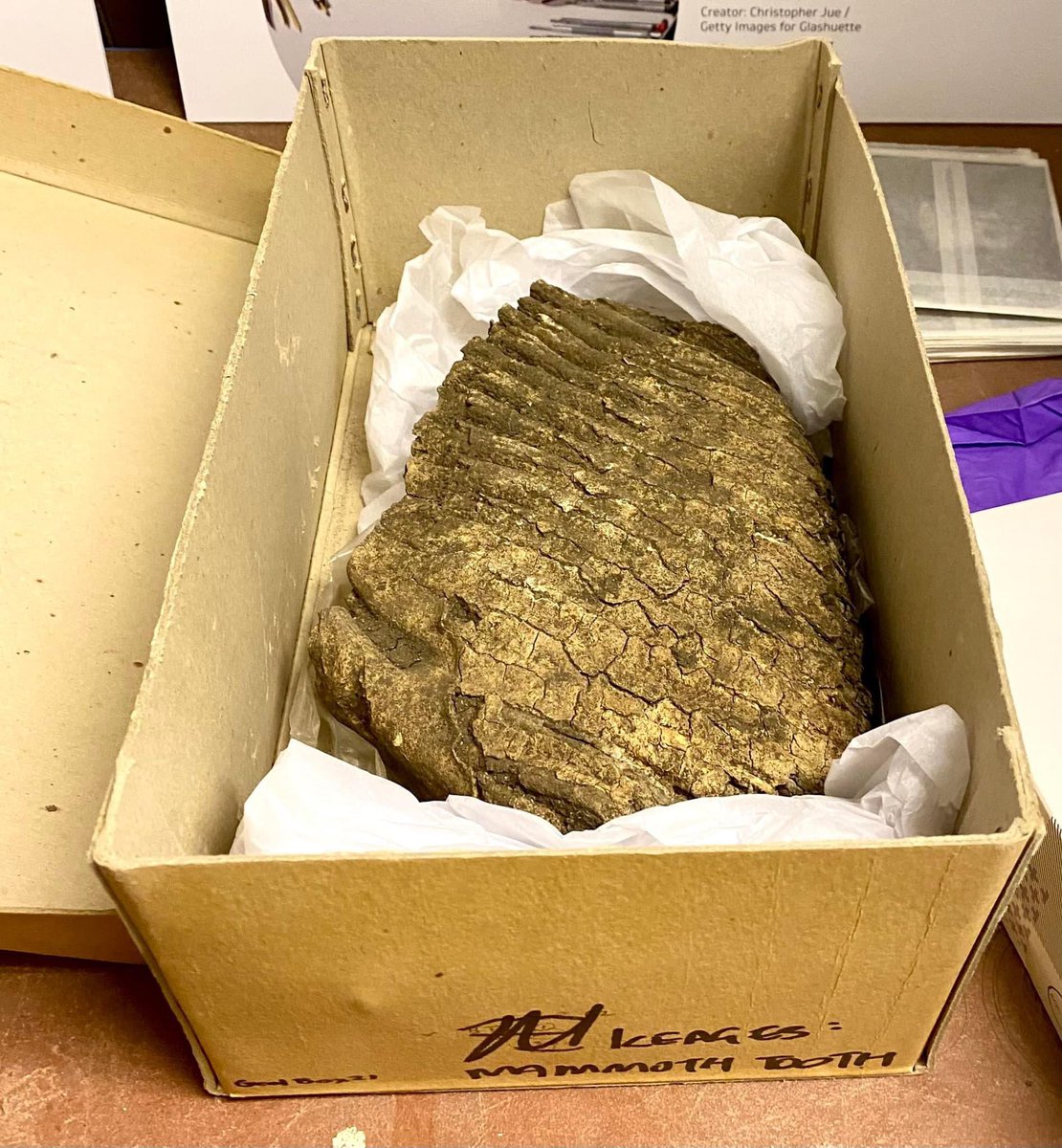 archeologistgg's tweet photo. A fossilised Mammoth tooth kept in the archives of the Verulamium Museum in St. Albans #mammothtooth #fossil #paleolithic #palentology #fossillovers https://t.co/cnsvddyKAh