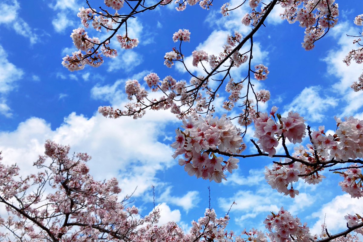 cherry blossoms sky tree scenery blue sky no humans cloud  illustration images