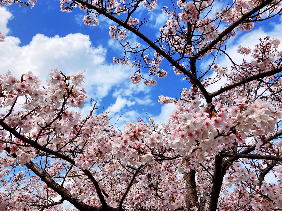 cherry blossoms sky tree scenery blue sky no humans cloud  illustration images