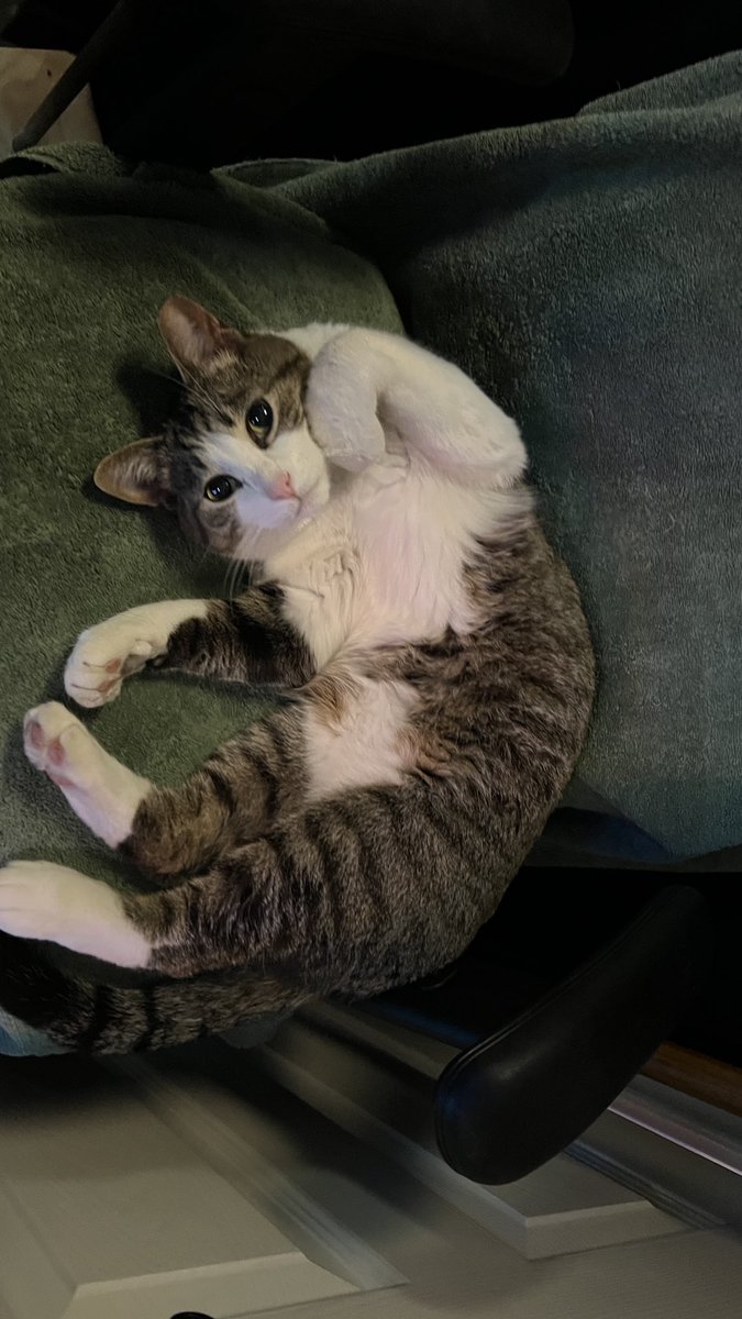 realBradStaggs's tweet photo. They’re just so damned cute before they eat your face. #DocKitty #WhatILearnedToday #CatsCanBeDicks https://t.co/4y6BpIYGCq