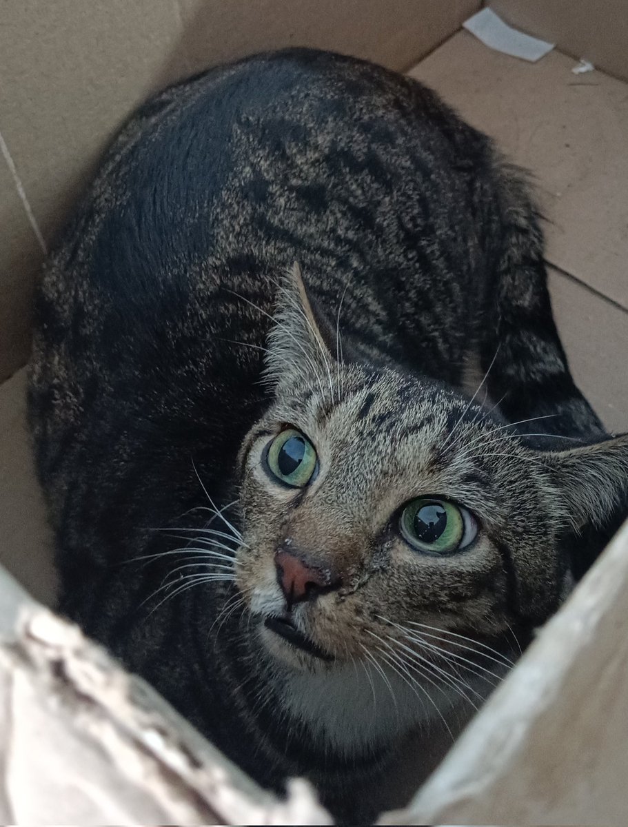 asuspiciouscat2's tweet photo. 🆘🚨😭💔🐱 Buscamos el hogar de este gatito que ayer estaba cruzando las Américas con avenida Boyacá (clínica de occidente), estuvo a punto de ser atropellado, pero afortunadamente logramos atraparlo. Es un gato noble de 6años, esterilizado +  #animalesperdidos @MONYRODRIGUEZOF https://t.co/OdcAnZVOLm