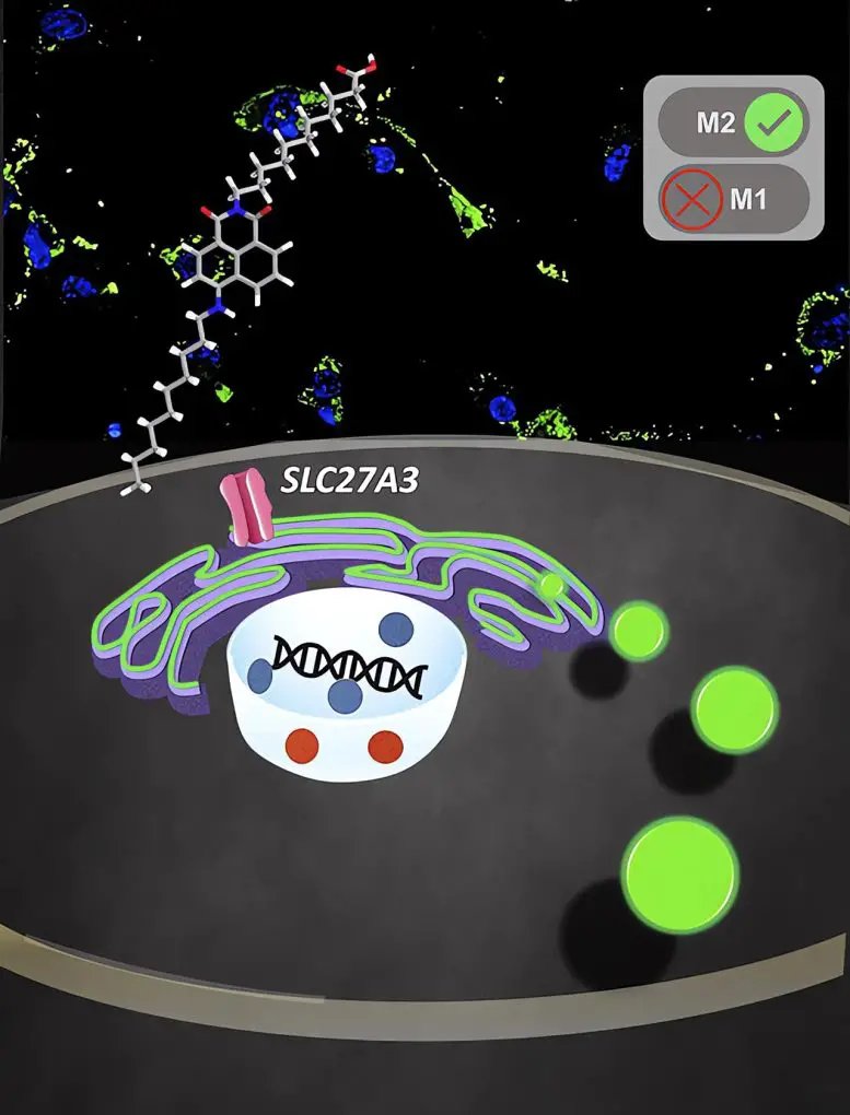 immunooncol's tweet photo. M1 and M2 #macrophages play crucial roles in our immune system, with distinct and opposing functions. M1 macrophages provide #bactericidal and #tumoricidal effects, while M2 macrophages promote #immunosuppressive responses https://t.co/7wBs1M6aaM