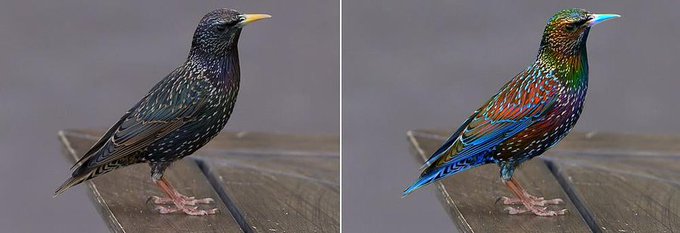 Left: how humans see starlings. 
Right: how starlings may see each other - with bolder markings and more colour

The amazing world of UV vision, seen through the eyes of…. birds.

[read more: buff.ly/31xLkvX]