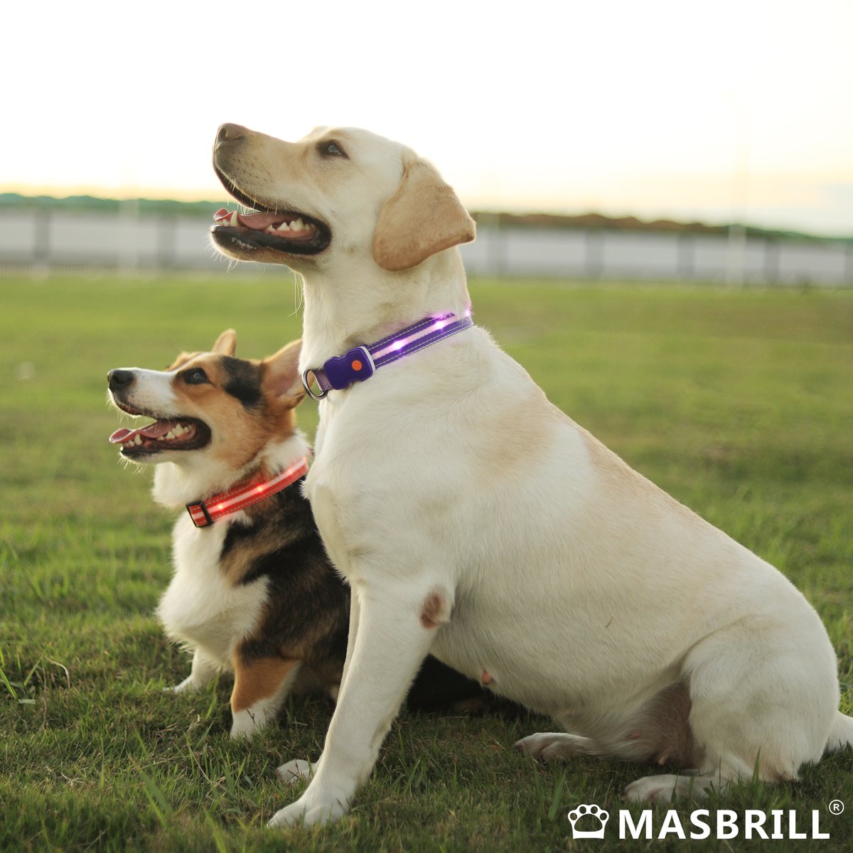 Masbrill_World's tweet photo. Two pups wearing Masbrill glowing collars gaze into the distance πΆπΆβ¨
https://t.co/GyfZDDJSmn
#doglovers #dog #dogs #doglover #doglife #dogsofinstagram #dogloversofinstagram #dogstagram #animals #Masbrill #DoubleTheCuteness #PuppyLove #FurryFriends #collar #masbrillcollar https://t.co/xwNLAyJzdX