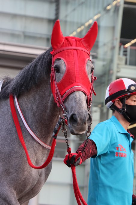 真っ赤なメンコのユリシーズ2023.3.29#大井競馬場 6R#ユリシーズ 