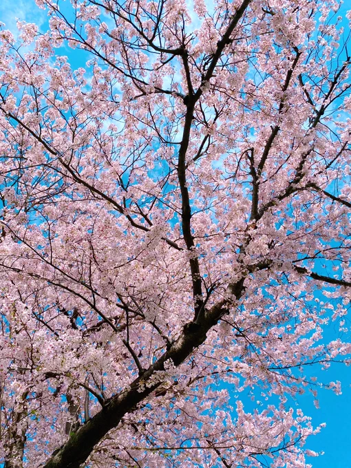 満開❀✿ 