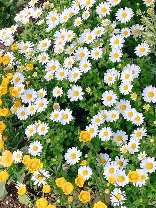 満開❀✿ 