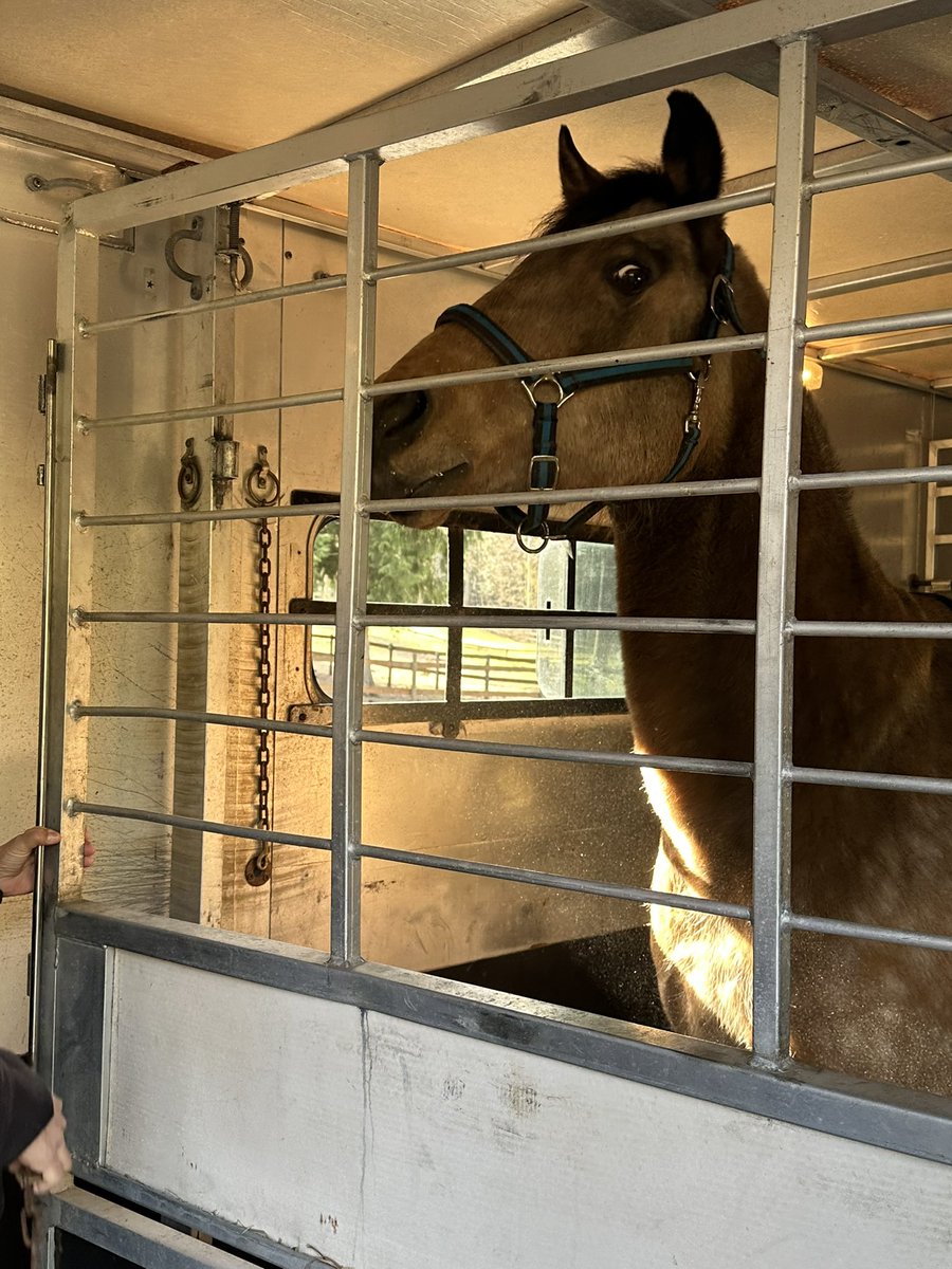serenityequine's tweet photo. Our sweet Harley has been adopted!! We will miss him so much but are excited for his new adventures he will have with his adopted family!! Good bye sweet boy! We will never forget you!! #horserescue #buckskin #serenityequinerescue https://t.co/Fb6y35oQ9M