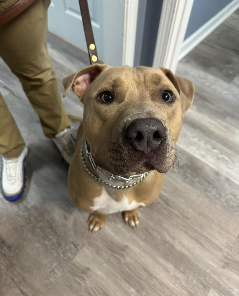 TerriAbrahamLPC's tweet photo. Have any of you all gotten to meet Bruno yet? 

He’s currently in training to become a therapy dog for Marietta West Cobb Counseling. Can you believe he’s a rescue? He has come a long way and we just cannot wait until he can come join us in the office. 
.
.
.
#pathwaysonlinet ... https://t.co/uLeMtP47Ug