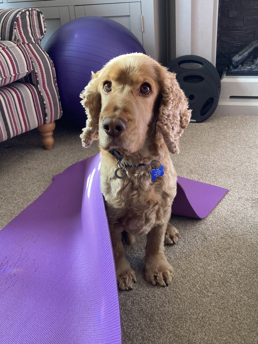 Heather McLellan (@heatherkm22) on Twitter photo Rehab assistant getting in the way today. But he does wear the company colours so well <a href="/designed2moveuk/">Designed2Move</a> #rehabilitation #rehabmatters Rehab assistant getting in the way today. But he does wear the company colours so well <a href="/designed2moveuk/">Designed2Move</a> #rehabilitation #rehabmatters