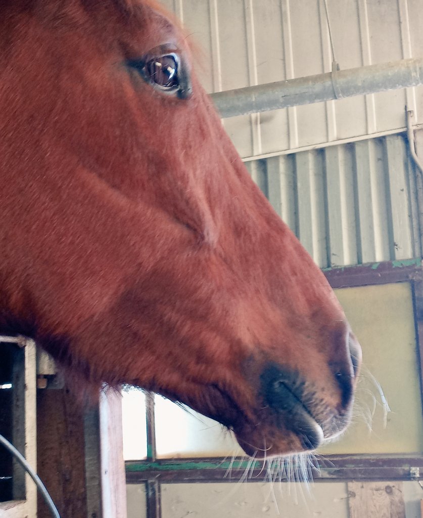 Horse whiskers. @WoodbineTB @ONTRacing #OntarioJobs #Thoroughbredracing