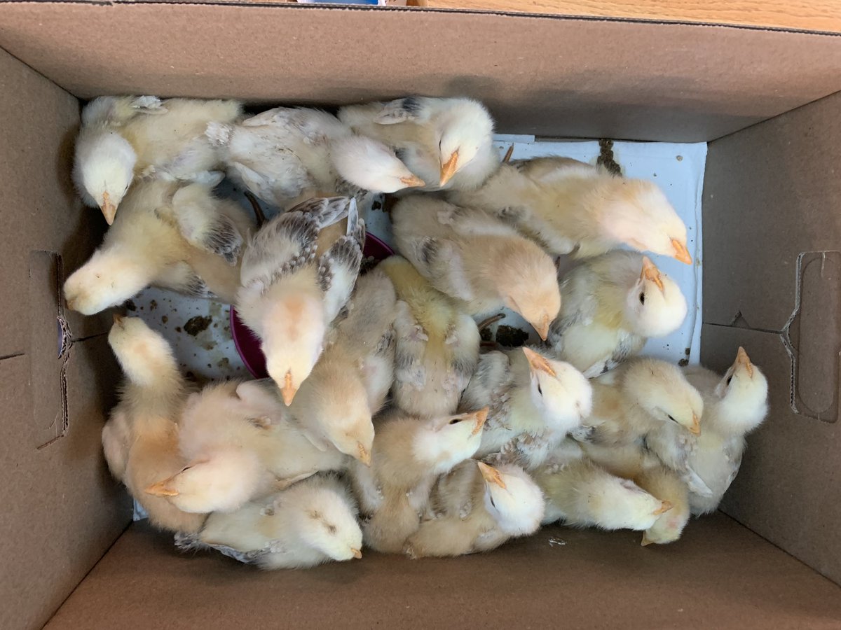 carolynvibbert's tweet photo. New game! Count the chickens! #PWCSHatch #SudleyFamily https://t.co/K7dnbQVFSN