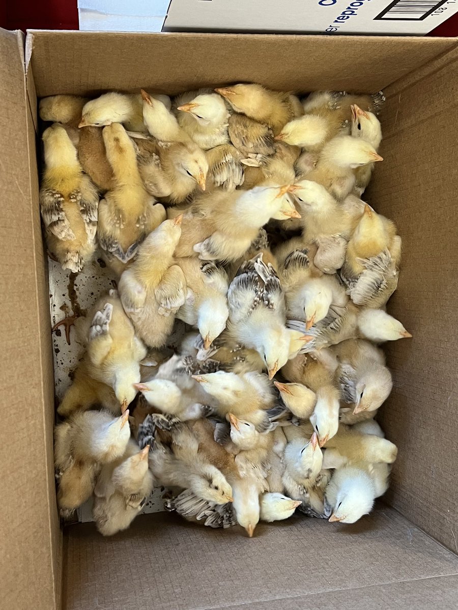 carolynvibbert's tweet photo. New game! Count the chickens! #PWCSHatch #SudleyFamily https://t.co/K7dnbQVFSN