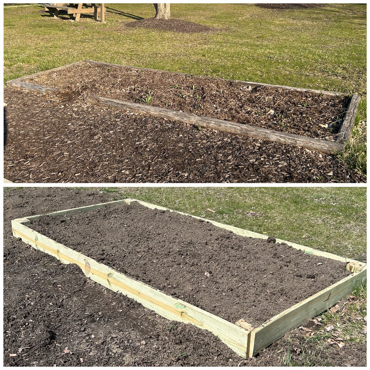 MrsGibsonTCE's tweet photo. Our Operation Save Our Gardens @hsefoundation grant is underway &amp; 3 of our 6 learning gardens got a makeover this morning! 🌱 @MrsPugel  #TCEcardinals https://t.co/4QjSppJVO5