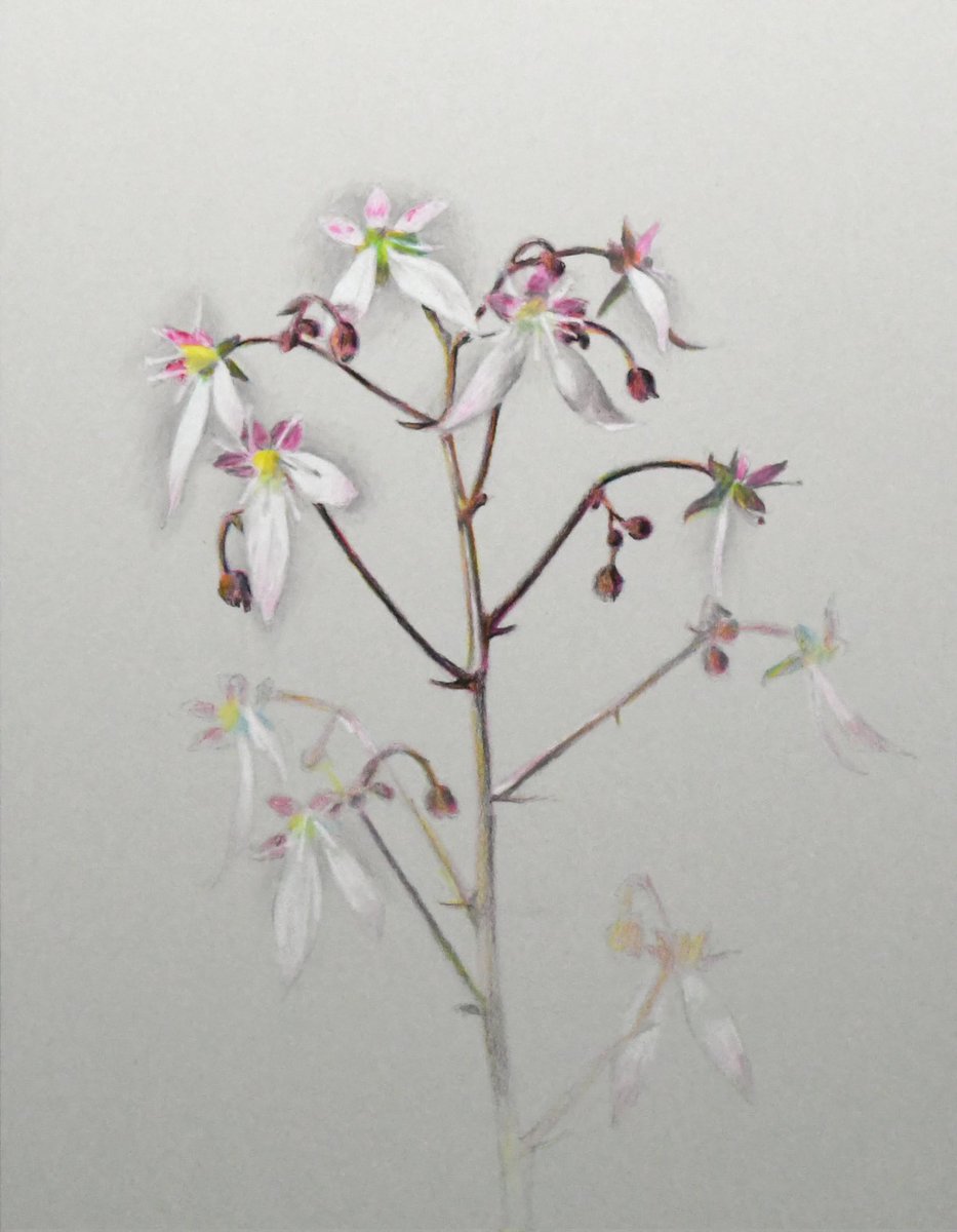 「色鉛筆の白、黒、グレー、三原色を使って短時間で描いた花。#色鉛筆 #色鉛筆イラス」|Naoya Ohtaniのイラスト