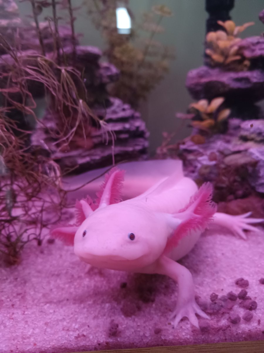 _Charlotte1999's tweet image. He is happy because he has just been fed and he is sitting on some of it so that his friend can&apos;t get any but don&apos;t worry I did feed both of them. 😇

#axolotl #pinklight #Smile #happy