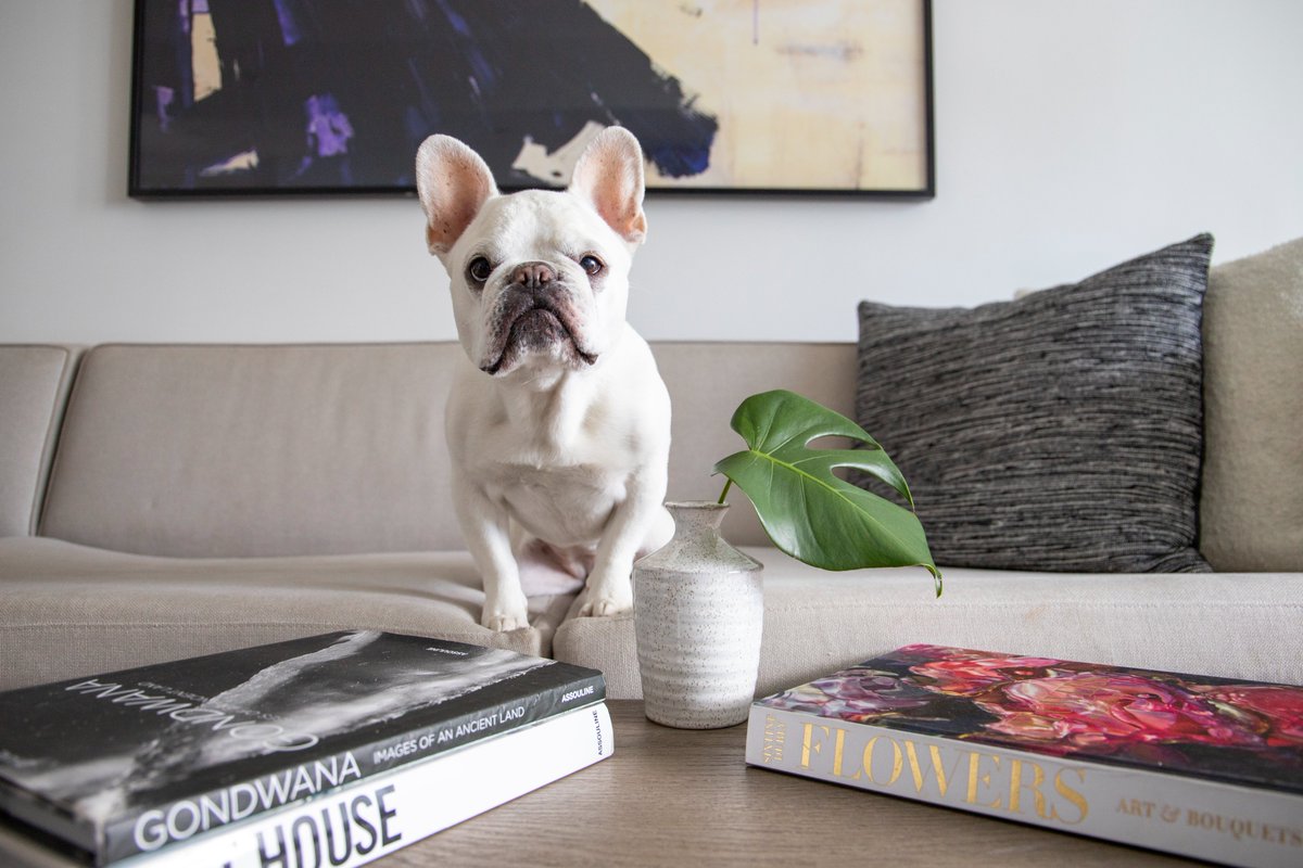 Caption this photo for a chance to win our signature scent Kimpton candle! Tweet us your caption and we’ll announce the winner on Friday afternoon! 📷 @ mallowfrenchie