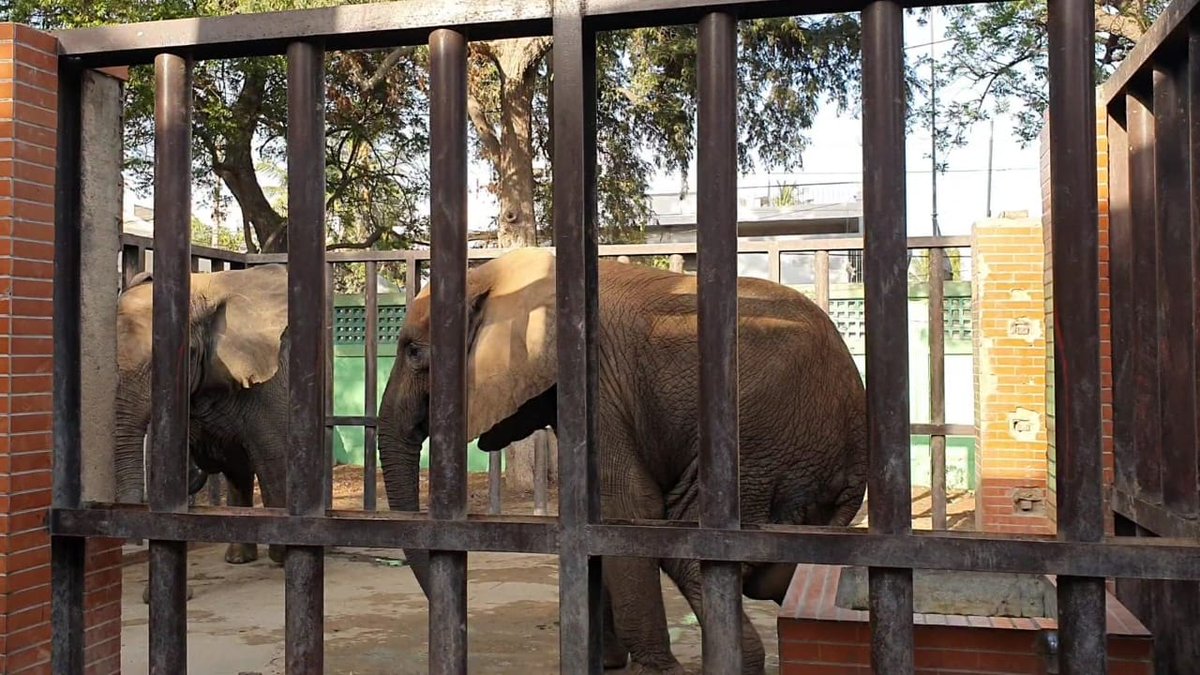 🇨🇦 🐘Sangita🐘 Elephant 🐘 Iyer 🇨🇦🐘🌻 tweet media