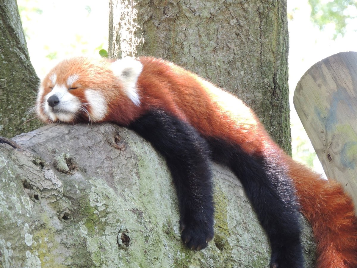 Red Panda Every Hour! (@redpandaeveryhr) on Twitter photo 