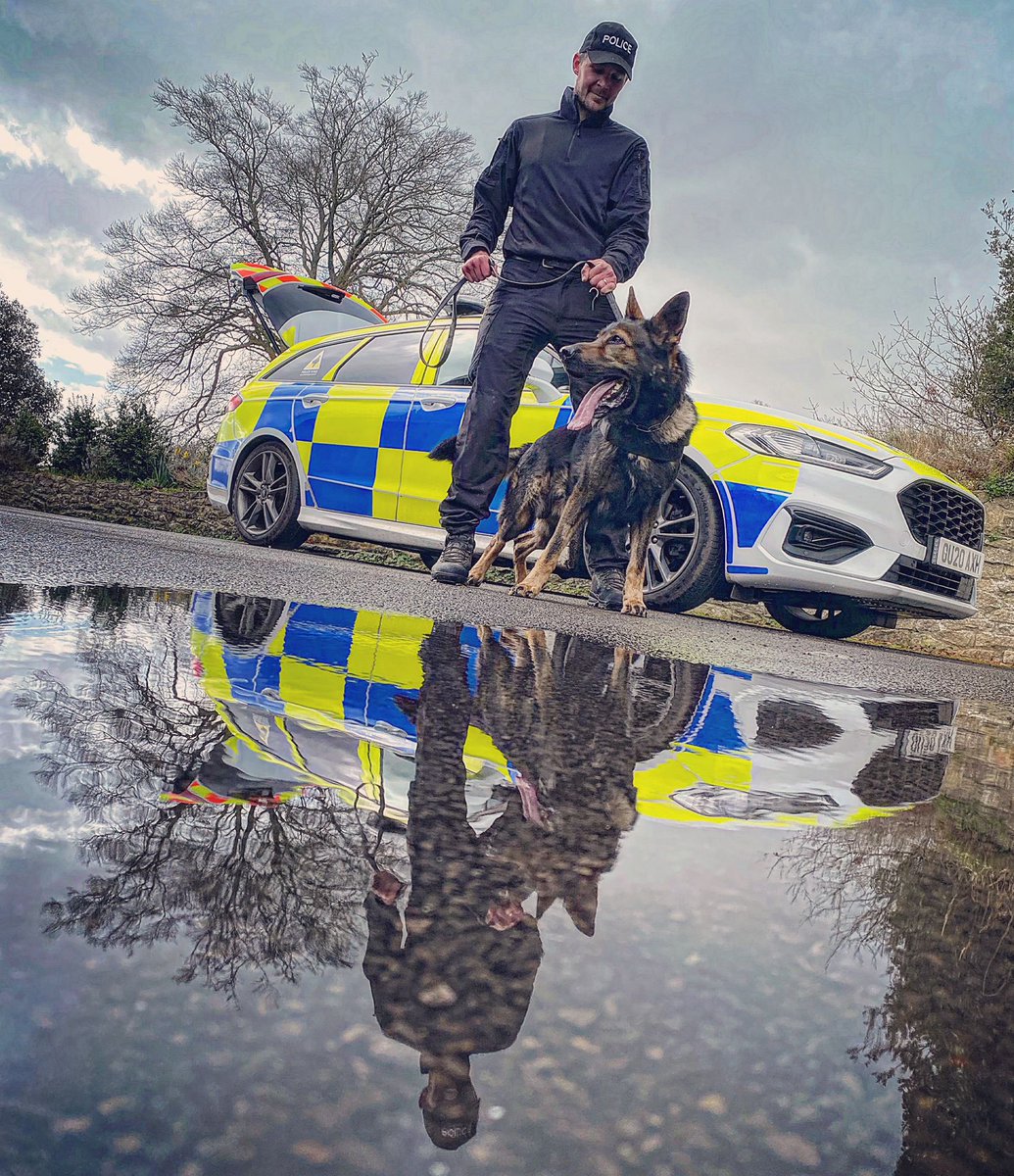 HantsTVPolDogs's tweet photo. 🐾PD Arnie🐾

A successful refresher week for Arnie and his handler PC Ben. @HantsPolice and @ThamesVP.

#policedog #policedogs #policedogsofinstagram #gsd #gsdlife #gsdofinstagram #workingdog #workingdogs #workingdogsofinstagram #k9 #k9unit #k9handler #k9life #dog #dogs #doglif https://t.co/i0MfAVzXDM