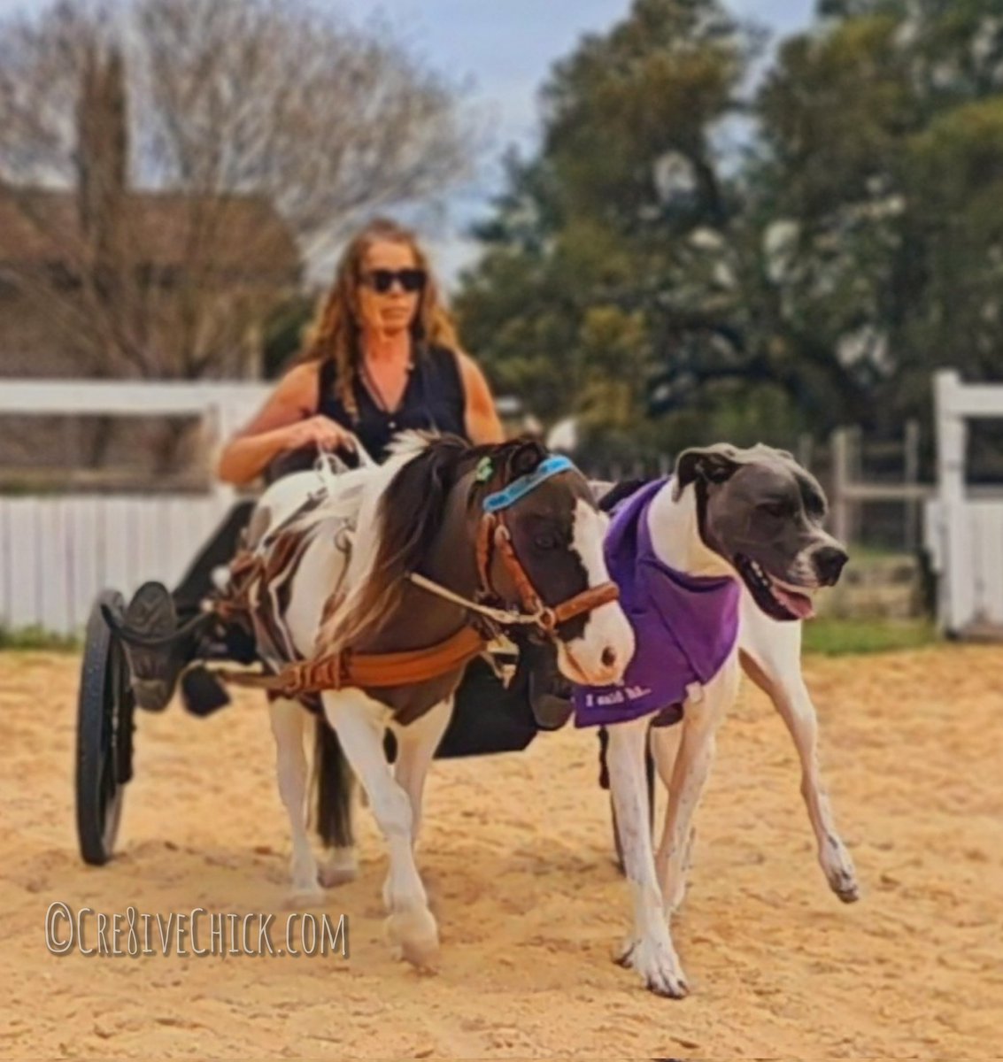 Skye_and_Fudge's tweet photo. Nothing to see here... Just the only Mini Horse & Great Dane who love to dance together π―ββοΈ #dogs #dogsoftwitter #DogsOnTwitter #Minihorse #dogandponyshow #puppylove #animalfriends #dogsdoingthings #horsesoftwitter #bestfriends #thecutestthing #cutestcouple #viraldogs #TikTokviral https://t.co/OIAnBuh5iF