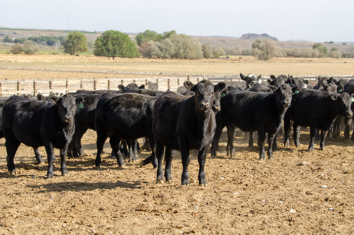 ABBeditor's tweet photo. Most cattlemen know that feed is their largest operational cost. What is the second largest cost to the operation? 
https://t.co/UZvZ9sRSRl #ABBx https://t.co/uCwojYPyeC