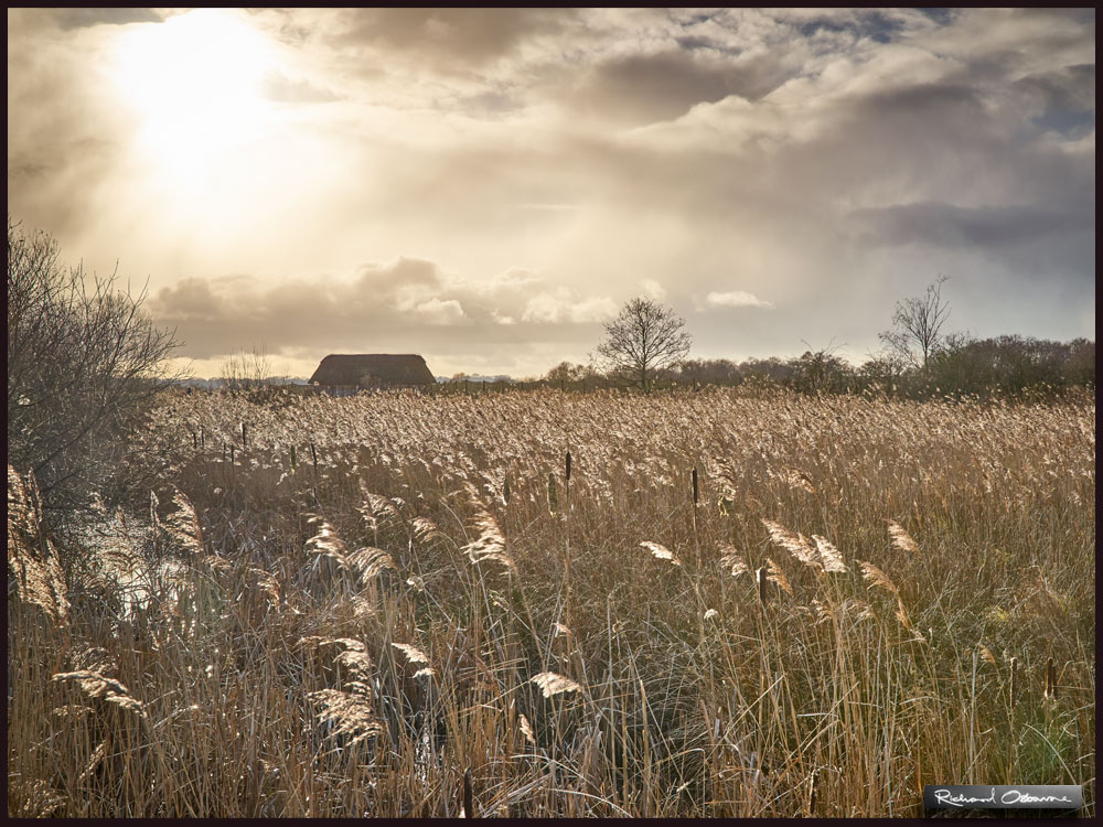 Hickling Broad, Norfolk. Very special place, always some amazing wildlife encounters there. If you want an all year round reason to go out, visit all the Norfolk Wildlife Trust reserves. Magic and peace are guaranteed. See my latest landscape images here: richardosbourne.com/latestimages