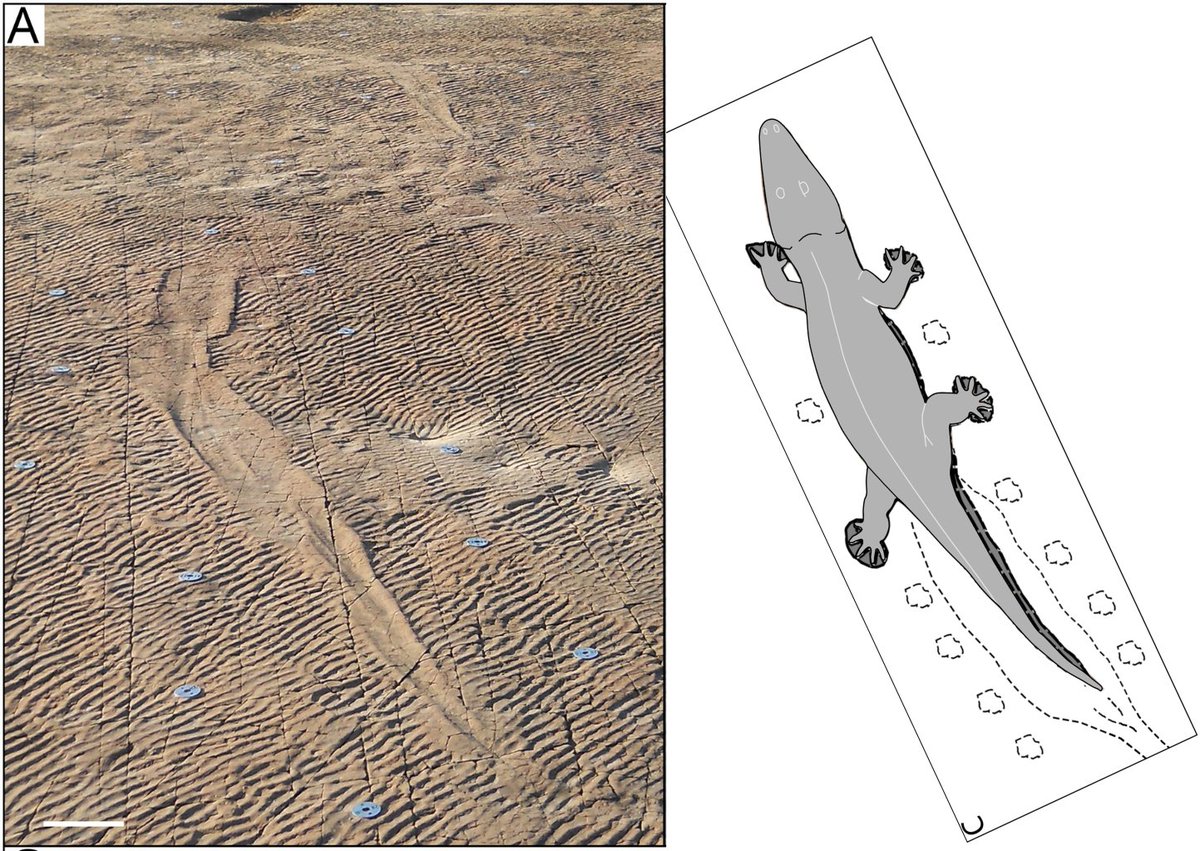 A gente não sabe onde está o túmulo da Cleópatra... 

Mas a gente sabe que no Período Permiano (+252 milhões de anos atrás) um anfíbio  de 2m de comprimento que descansava deitado na areia (tomava sol?), levantou-se e caminhou em direção norte. Na verdade vários fizeram isso. 1+