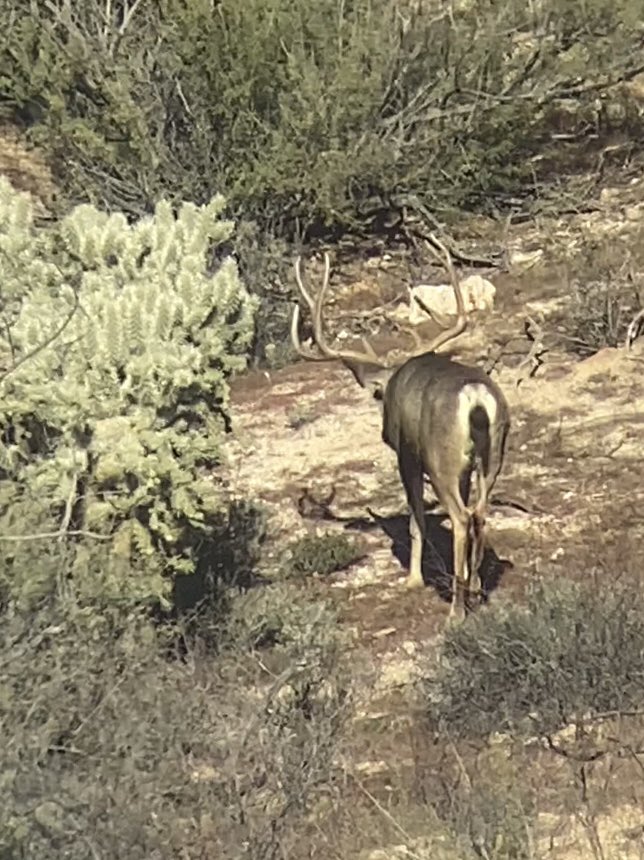 Oh how we love the AZ desert