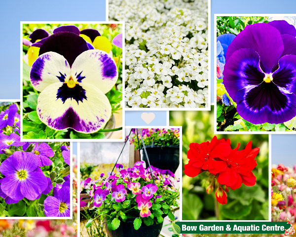 bow_gc's tweet photo. Check out our April newsletter for top gardening tips &amp; discover what's new this Spring🤩🌸🌺  - https://t.co/hJW3F2zoA9 https://t.co/5AlbR7LIVX