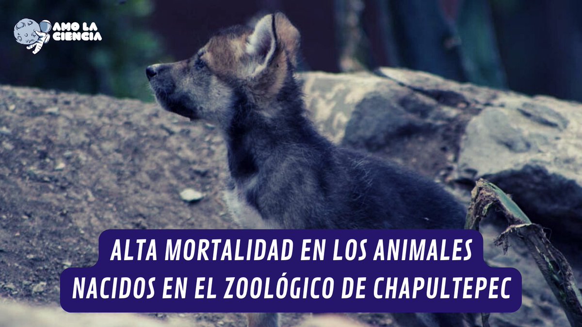YoAmoaLaCiencia's tweet photo. Mueren la mitad de animales nacidos en el Zoológico de Chapultepec

En cuatro años del Gobierno Sheinbaum 255 animales nacidos en Chapultepec murieron. 

La mayoría ni siquiera llegó al año.

Lo que es uno de los fracasos más grandes en los 100 años de historia del zoológico. https://t.co/sbqw1lMTzO