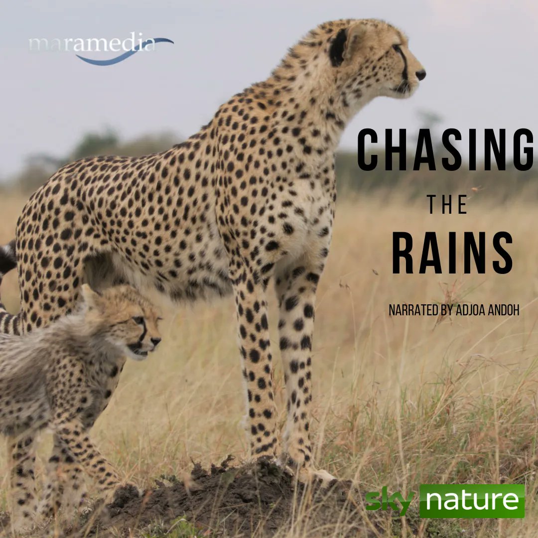 Maramedia tweet media