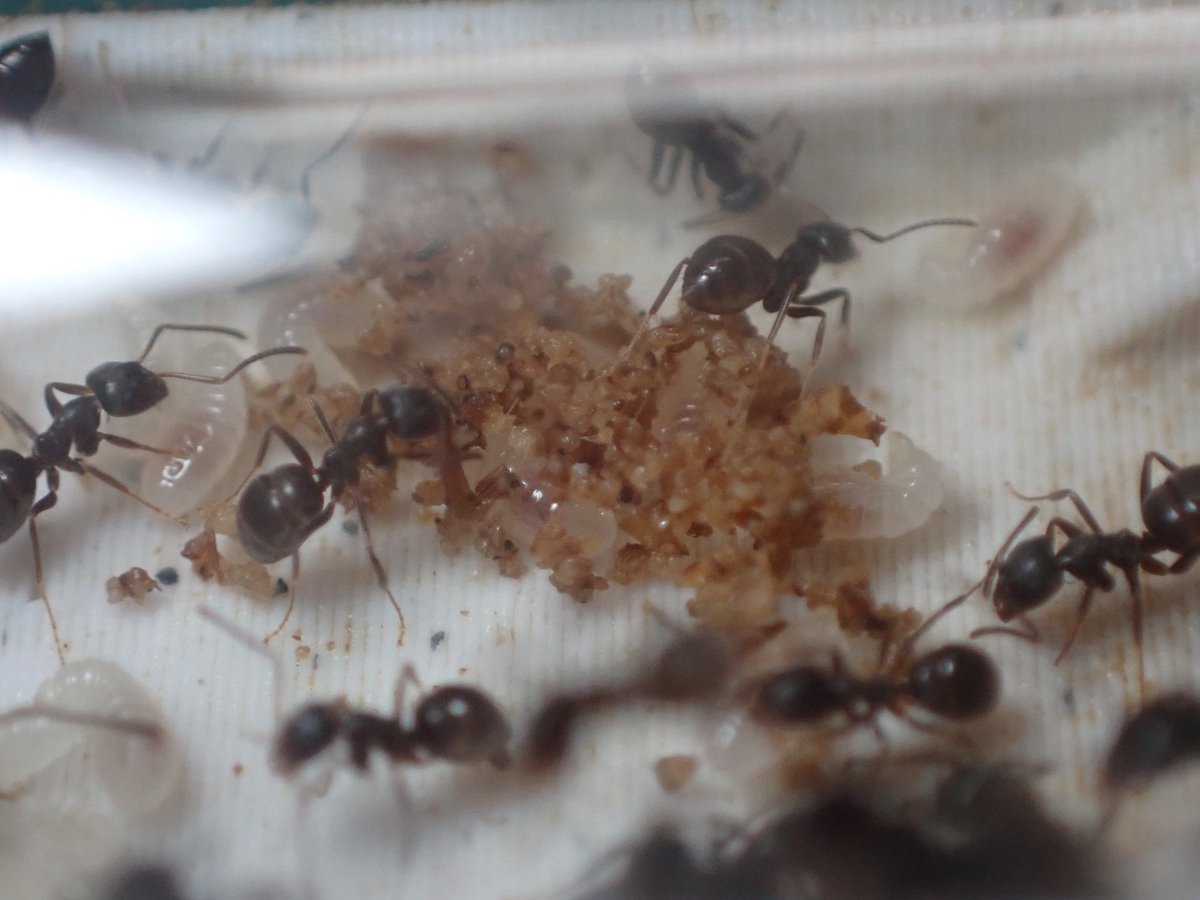 c90UEGv3HUTi5oz's tweet photo. #アメイロケアリ
#Lasius umbratus
去年採取した10匹程の女王様の中で、何故か唯一ワーカーが生まれないまま越冬に入ってしまった子。
今になって活動が再開され、ようやく繭が作られ始めた(*´∇`*)
なんだか凄い量の卵も産んでるね✨
この子は遅れた分をここで取り返しにきてる感じ♪ヽ(´▽`)/ https://t.co/QxbSyH5u3i