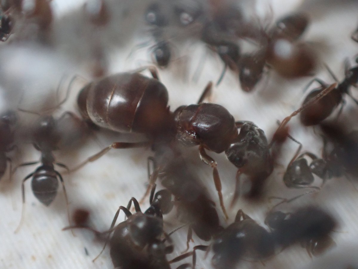 c90UEGv3HUTi5oz's tweet photo. #アメイロケアリ
#Lasius umbratus
去年採取した10匹程の女王様の中で、何故か唯一ワーカーが生まれないまま越冬に入ってしまった子。
今になって活動が再開され、ようやく繭が作られ始めた(*´∇`*)
なんだか凄い量の卵も産んでるね✨
この子は遅れた分をここで取り返しにきてる感じ♪ヽ(´▽`)/ https://t.co/QxbSyH5u3i