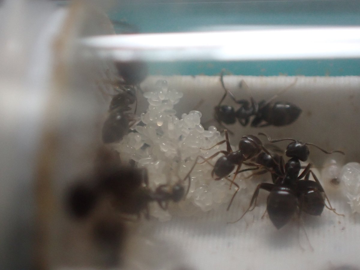 c90UEGv3HUTi5oz's tweet photo. #アメイロケアリ
#Lasius umbratus
去年採取した10匹程の女王様の中で、何故か唯一ワーカーが生まれないまま越冬に入ってしまった子。
今になって活動が再開され、ようやく繭が作られ始めた(*´∇`*)
なんだか凄い量の卵も産んでるね✨
この子は遅れた分をここで取り返しにきてる感じ♪ヽ(´▽`)/ https://t.co/QxbSyH5u3i