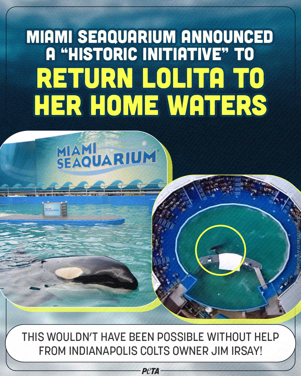 @EuKarolyi  BREAKING: BELOVED ORCA LOLITA TO BE FREED FROM HER TINY TANK & GO HOME!
 
PETA & kind supporters everywhere have been demanding her freedom from the #MiamiSeaquarium for years 💙🐳 Thank you to all who have been speaking out & sharing posts!
