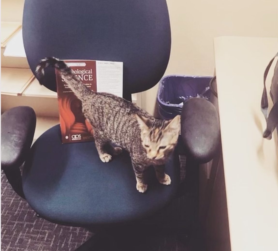 Chelsea Boccagno 🏳️‍🌈 tweet media