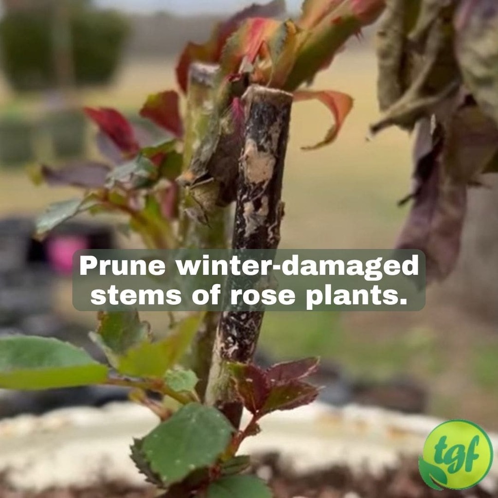 (Tumblr ift.tt/1z0Wm8t) Prune winter-damaged stems of rose plants.

#pruning #pruningtip #pruningguide #pruningforbeginners #gardening #thegardenersfriends #prune #planthealth #whentoprune #pruningseason #plants #rose #rosepruning #roses #spring #prunefornewgrowth