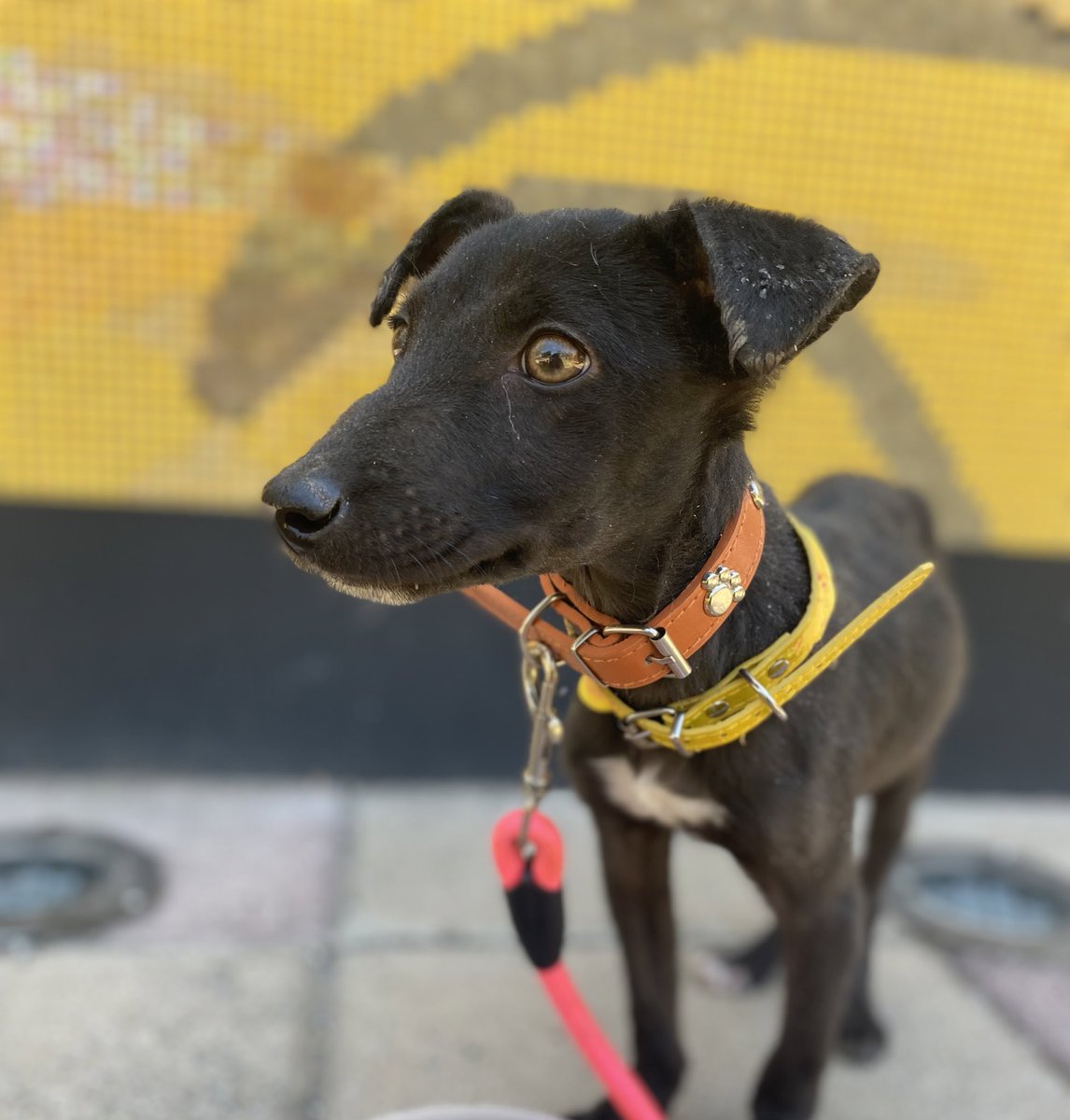 HELA_MORE's tweet image. 11:11 ✨
Que una familia me adopte y seamos muy felices 🤍
Soy Kisha y estoy en adopción 🐾
Tenemos varias rescatadas e adopción 
#cdmx