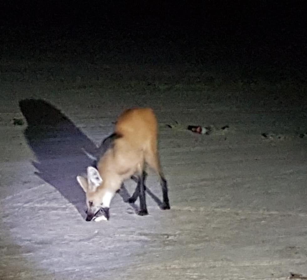maneybabey's tweet image. pov: I am at chili’s and there’s a lime on the floor