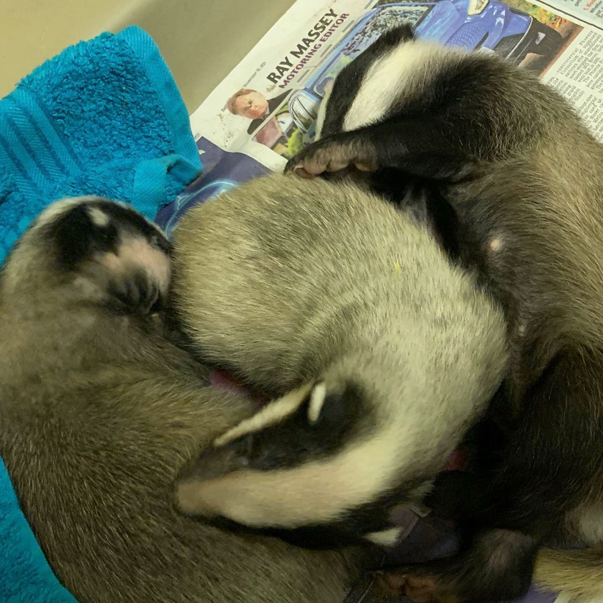 RSPCAEastWinch's tweet photo. Three of our badger cubs are all curled up together. The third badger cub joined us not long ago and has settled in nicely. Bertha, Bartholomew and Bobby 😁 You have been so supportive with them with our Amazon wishlist and we are SO grateful! @eastsussexwras 😊 @RSPCA_official https://t.co/2aLPvrxdd6