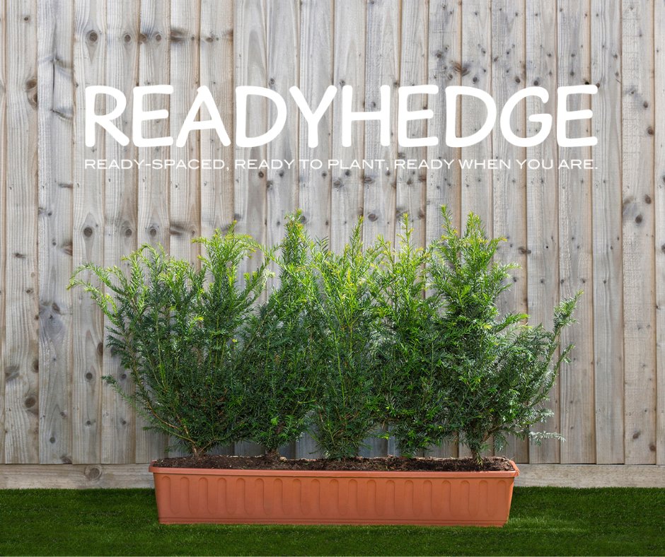 Readyhedge's tweet image. Elevate your garden with the timeless elegance of Taxus baccata Trough! 🌿 This classic hedge plant is perfect for formal gardens, shaping, and crisp edges. 
readyhedgeltd.com/product/taxus-…
#HedgePlants #GardenDesign #Landscaping #EnglishYew#TaxusBaccataTrough