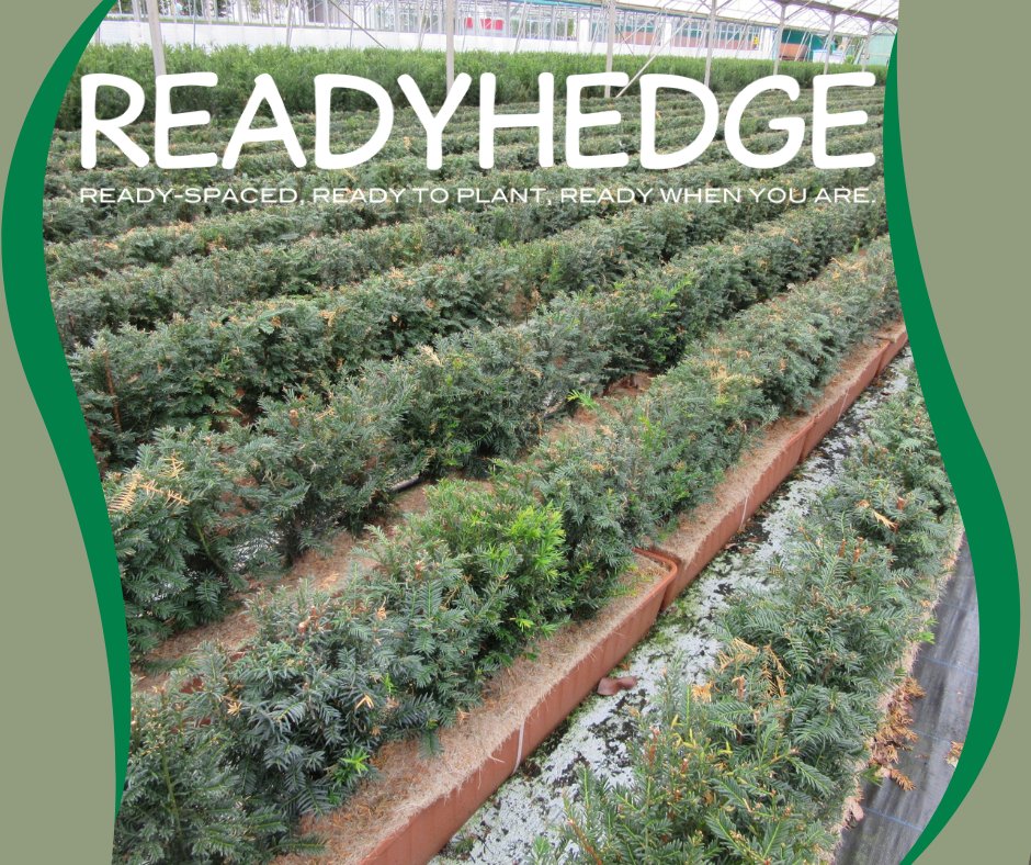 Readyhedge's tweet image. Elevate your garden with the timeless elegance of Taxus baccata Trough! 🌿 This classic hedge plant is perfect for formal gardens, shaping, and crisp edges. 
readyhedgeltd.com/product/taxus-…
#HedgePlants #GardenDesign #Landscaping #EnglishYew#TaxusBaccataTrough