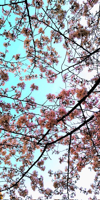 桜がめちゃくちゃ綺麗に咲いていて下界の桜…って思ってしまった私です最遊記熱下がらない…！ 