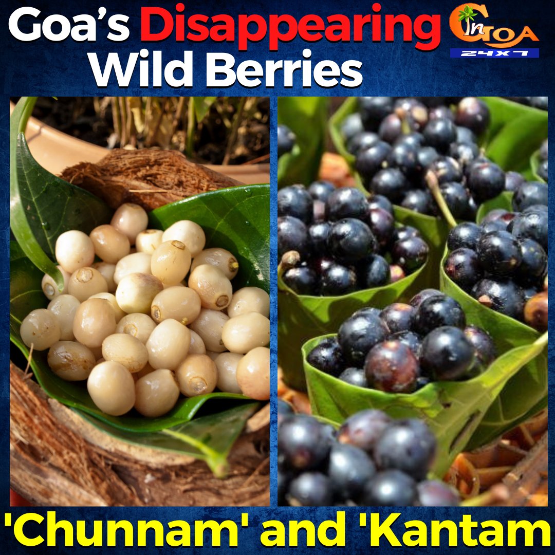 InGoa24x7's tweet photo. Goa’s Disappearing Wild Berries. 'Chunnam' and 'Kantam
WATCH : https://t.co/GQs4kCqCN9
#Goa #GoaNews #WildBerried #Chunnam #Kantam #disappearing https://t.co/EQ03wQMhav