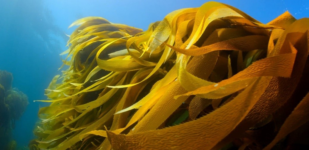 #Projectspotlight

Co-funded by #EMFF, discover KELP-EU project that supports the development of new seaweed-based products

The project aims to provide healthy & nutritious food and reduce the carbon footprint using a #CircularEconomy approach

👉 cinea.ec.europa.eu/featured-proje…

#EMFAF