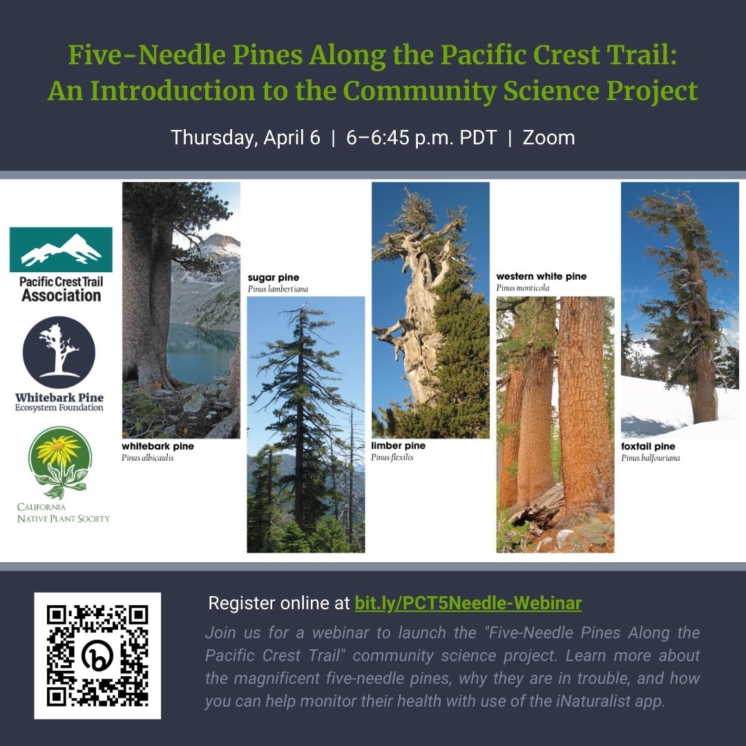 Whitebark Pine Ecosystem Foundation (@whitebarkfound) on Twitter photo We're excited to launch the "Five-Needle Pines Along the Pacific Crest Trail" community science project w/<a href="/PCTAssociation/">Pacific Crest Trail Association</a> & @CNPS (& powered by <a href="/inaturalist/">iNaturalist</a> app). Join us on April 6 at 6 pm PT for a webinar to kick off the project! Register at bit.ly/PCT5Needle-Web…. #PCT5Needle We're excited to launch the "Five-Needle Pines Along the Pacific Crest Trail" community science project w/<a href="/PCTAssociation/">Pacific Crest Trail Association</a> & @CNPS (& powered by <a href="/inaturalist/">iNaturalist</a> app). Join us on April 6 at 6 pm PT for a webinar to kick off the project! Register at bit.ly/PCT5Needle-Web…. #PCT5Needle