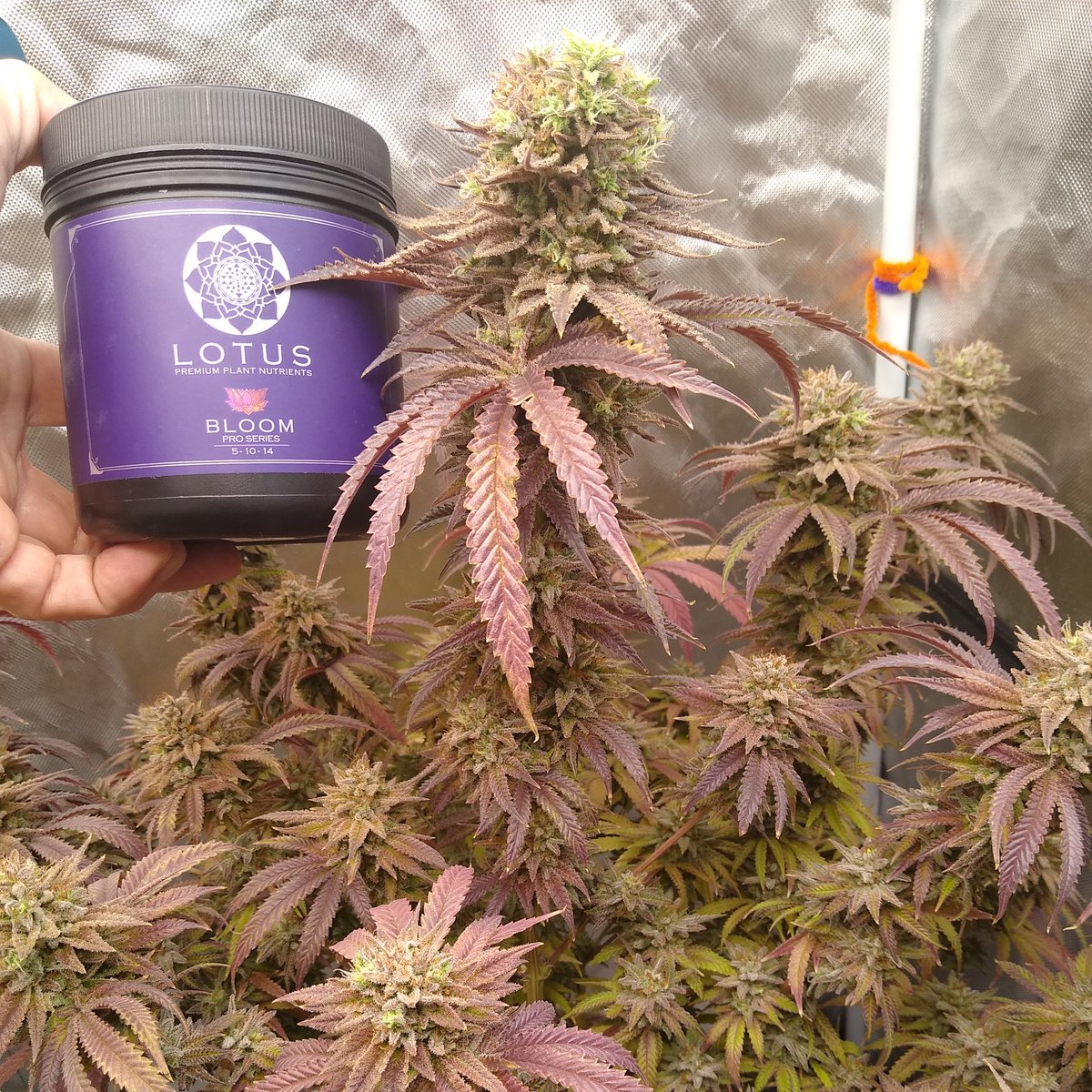 Did I mention that I'm a proud sponsor of @lotusnutrients 
Best nutrients I've ever used! @GrowStrongInd
Strain: rainbow pebblez f2
Breeder: @abseedco @abseedcompany 
#lotusgrow
#lotusnutrients 
#CannabisCommunity #cannabisindustry 
#growstrong
#420community #420friendly